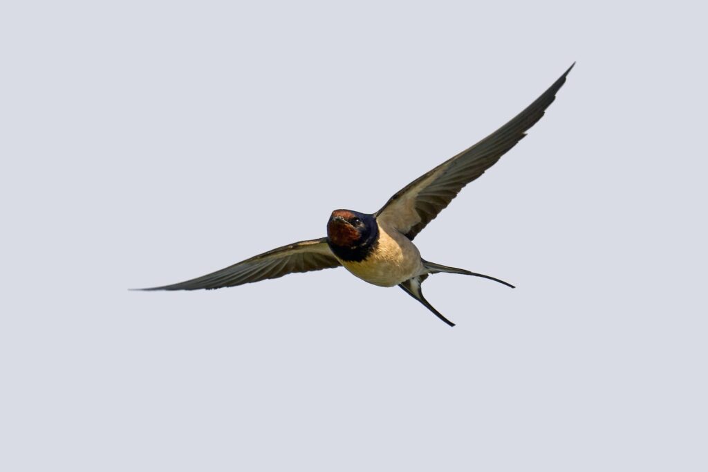 Barn swallow (Hirundo rustica)
