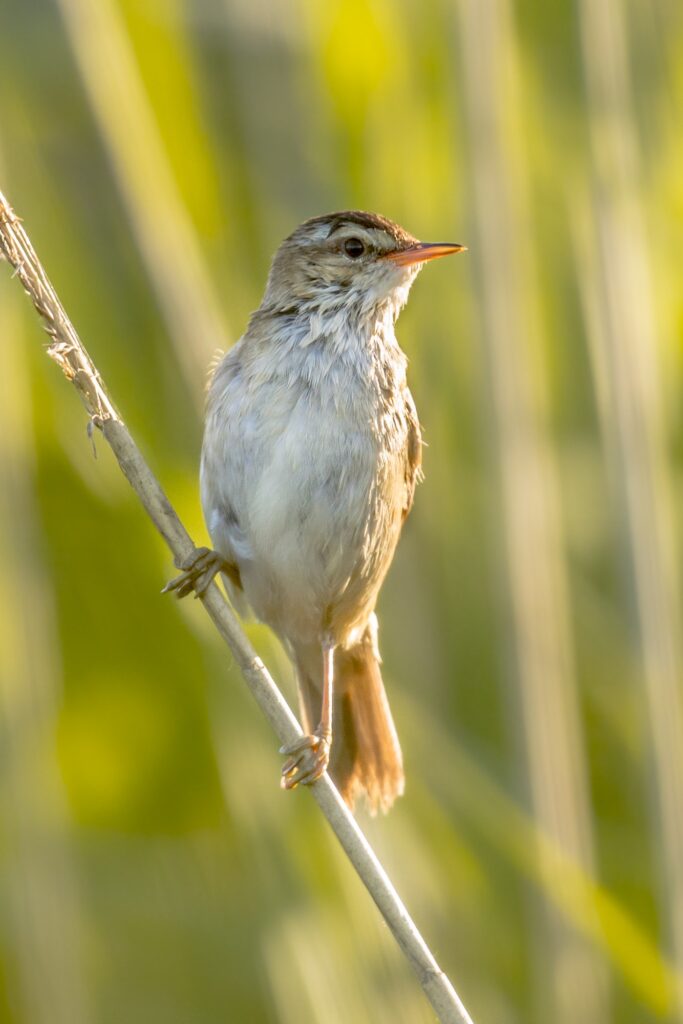 Sedge warbler in reed environment