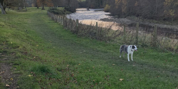 Featherston river and Elan