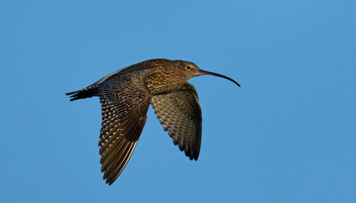 Eurasian curlew (Numenius arquata)