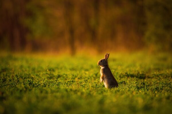 European rabbit - Oryctolagus cuniculus on a meadow