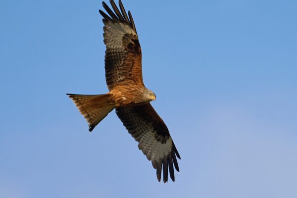 Red kite (Milvus milvus)