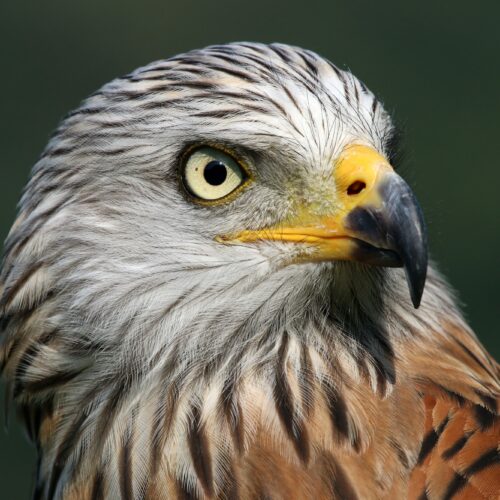 Red kite