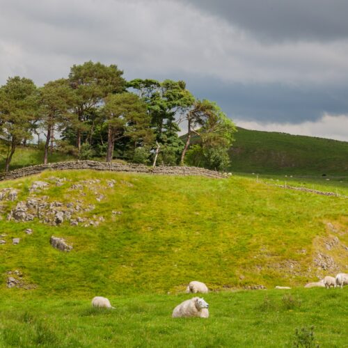 Sheep Grazing Near Hadrian's Wall