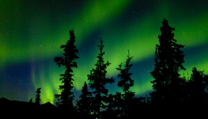 Yukon taiga spruce Northern Lights Aurora borealis